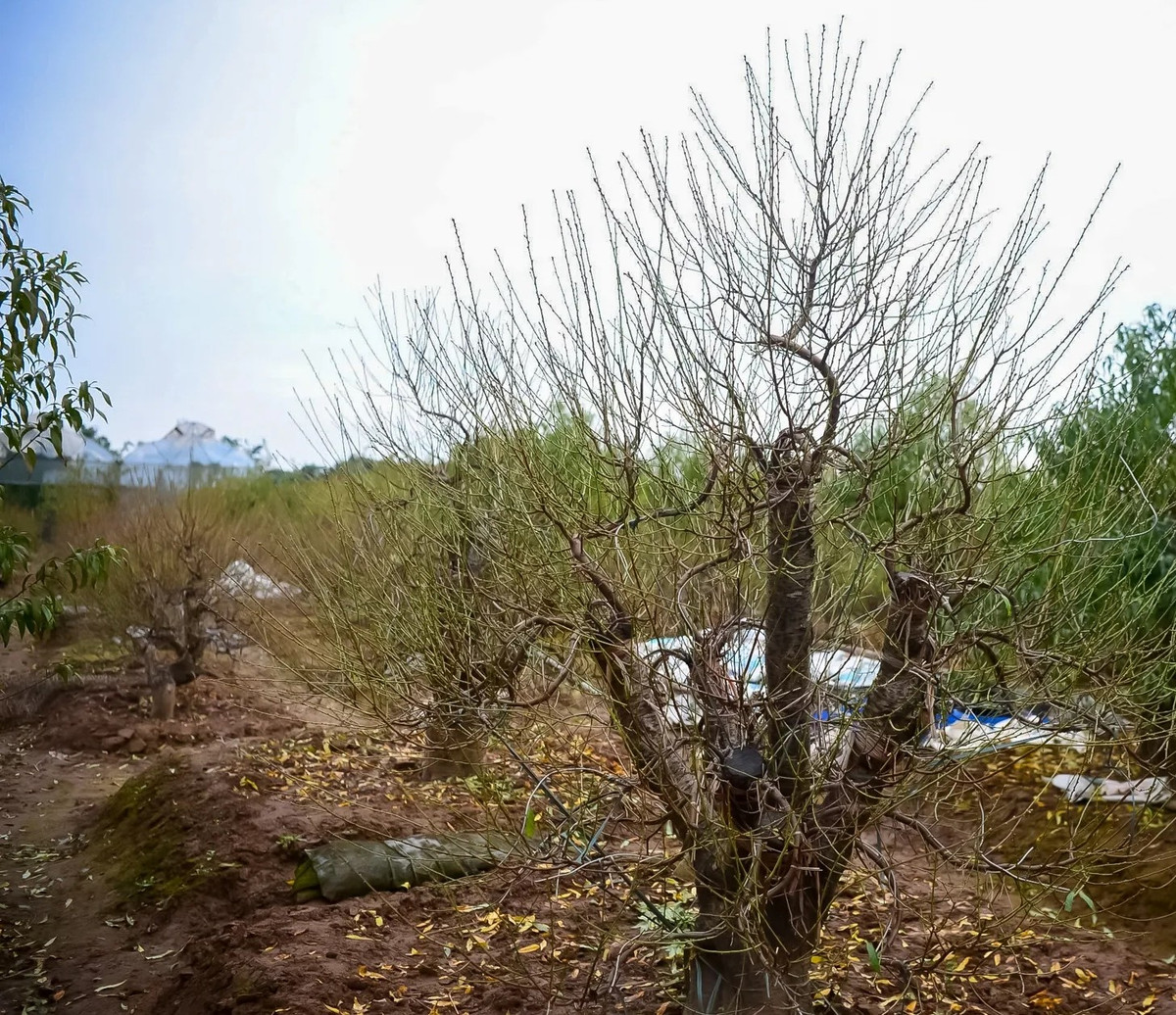 Ngoài tuốt lá, chủ vườn còn tỉa cành, bón phân, che chắn cho những gốc đào quý. Ảnh: Kinhtedothi