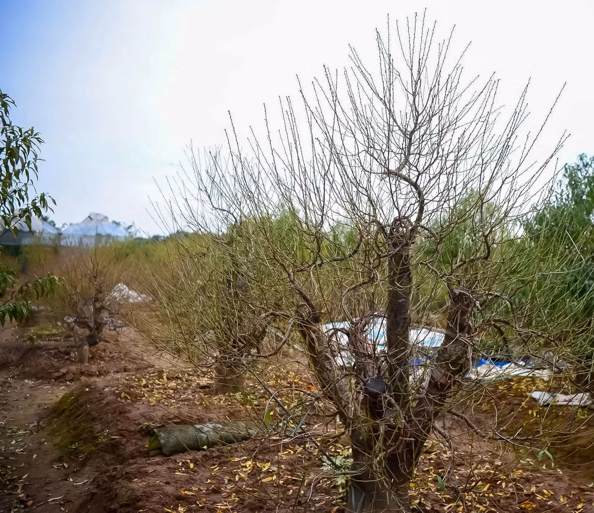 Ngoài tuốt lá, chủ vườn còn tỉa cành, bón phân, che chắn cho những gốc đào quý. Ảnh: Kinhtedothi