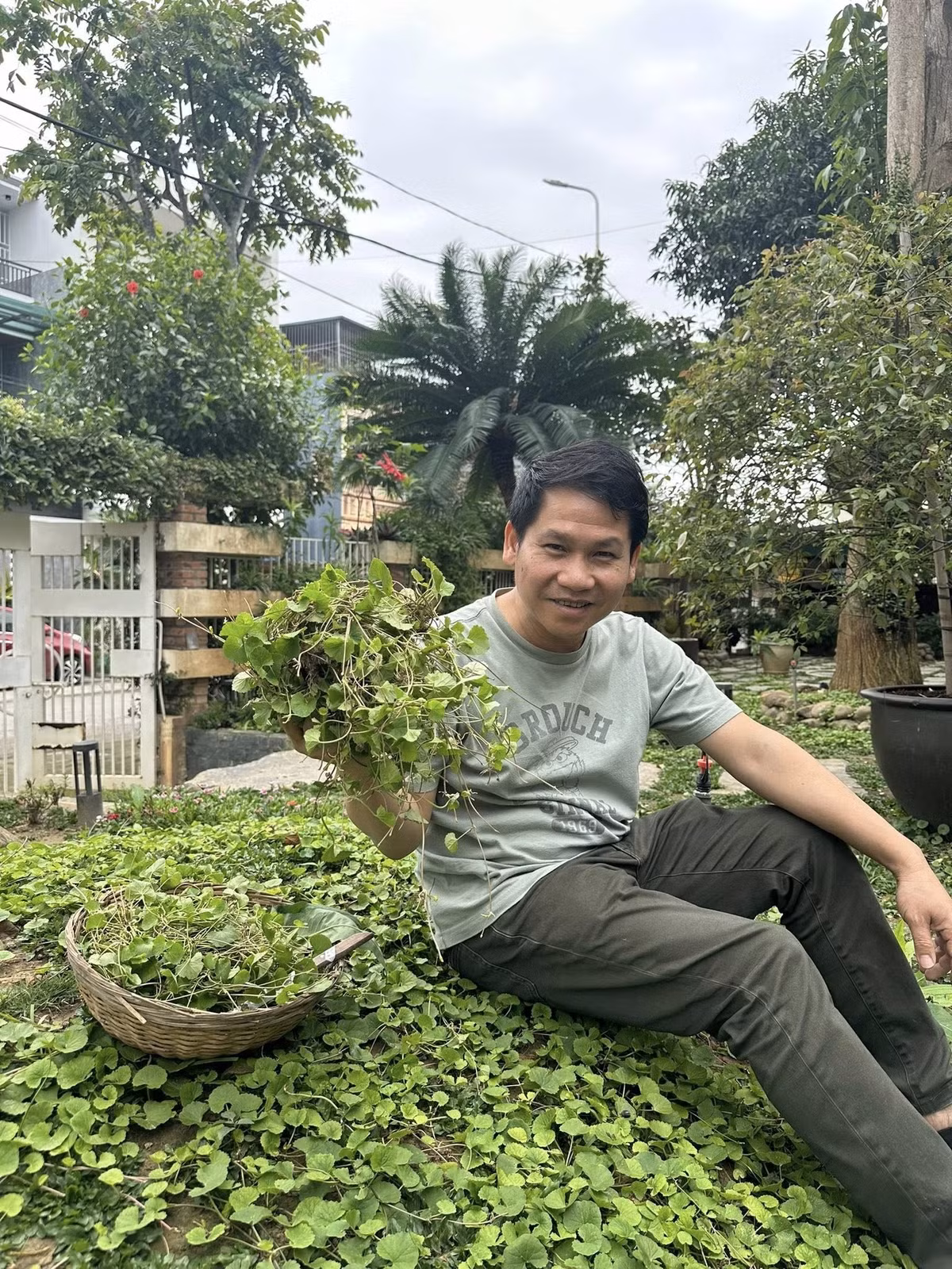 Vườn rau má mọc xanh tốt, đôi khi che lấp cả lớp cỏ trang trí. Ảnh: FBNV