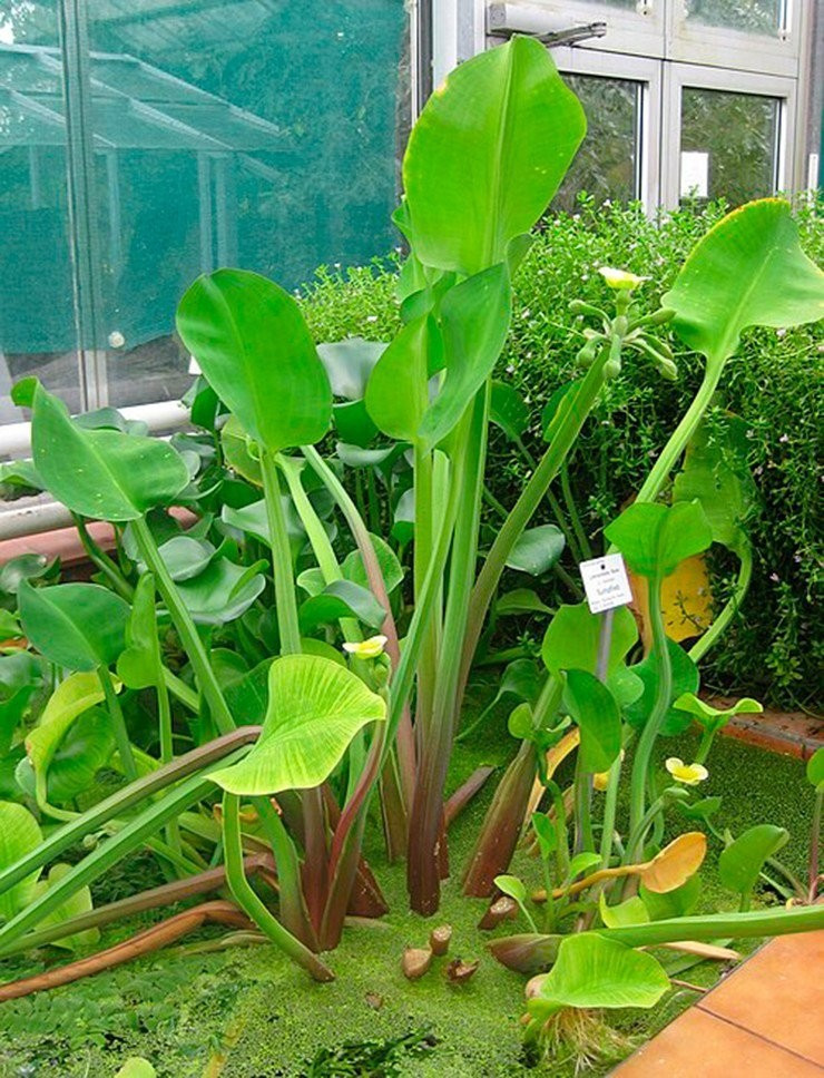 Lá kèo nèo hình tim nhọn hướng thẳng lên, cuống lá dài, phiến lá có hình dạng thay đổi từ dạng thuôn dài đến dạng rộng. Ảnh: Internet