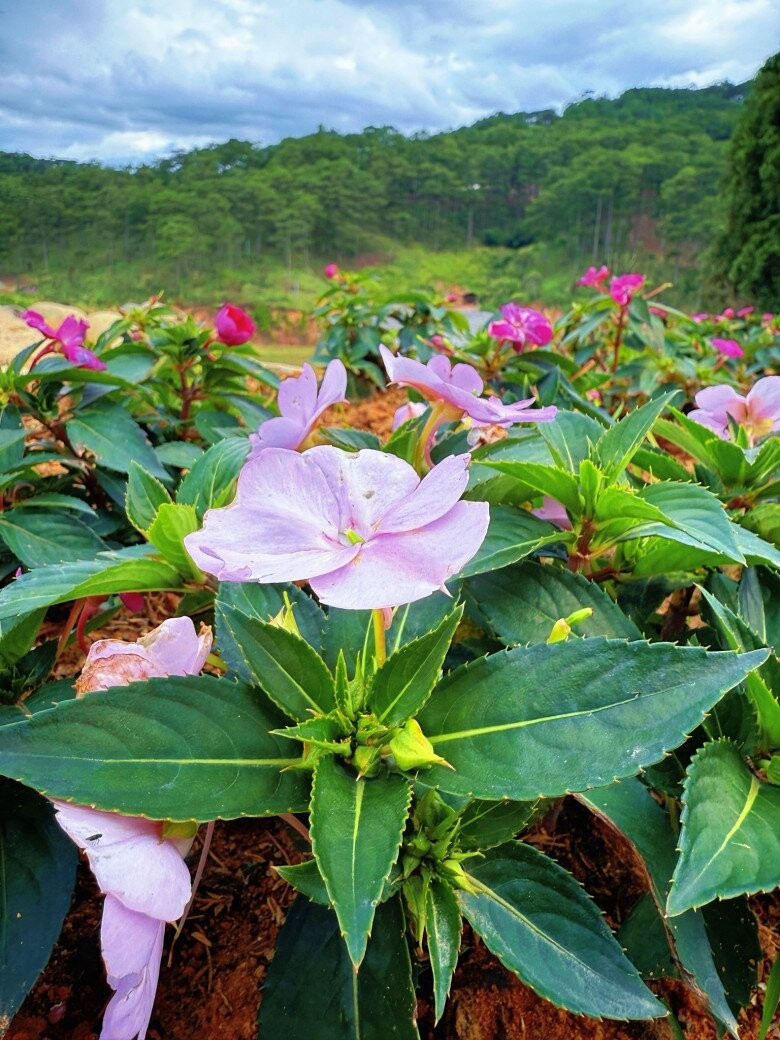 Từng khóm hoa đua nhau khoe sắc. Ảnh: FB Bui Quynh Hoa