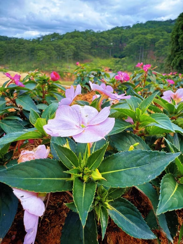 Từng khóm hoa đua nhau khoe sắc. Ảnh: FB Bui Quynh Hoa