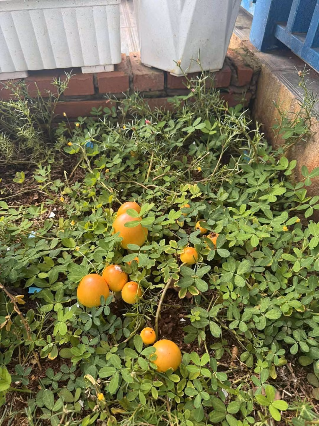 Đặc biệt, nấm trứng gà chỉ có trong tự nhiên, chưa trồng được. Ảnh: Facebook