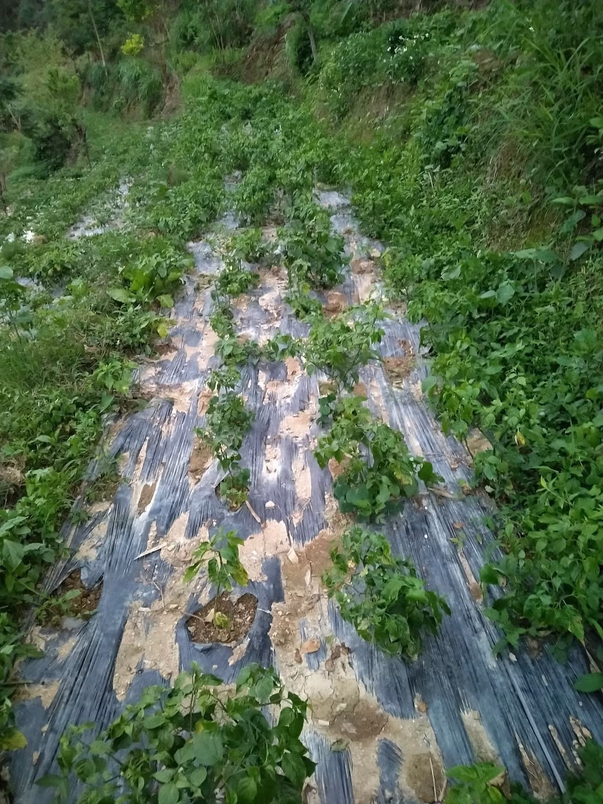 Mùa vụ ớt gió kéo dài khoảng 4 tháng, rộ nhất từ tháng 6 đến tháng 8 hàng năm. Ảnh: Facebook