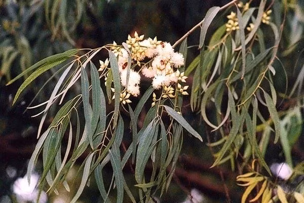 Bạch đàn là loại cây sinh trưởng nhanh, tán đẹp và dễ trồng, thường được trồng để lấy bóng mát. Tuy nhiên, rễ của bạch đàn rất mạnh, ăn sâu và lan rộng ra xung quanh. Ảnh: Internet