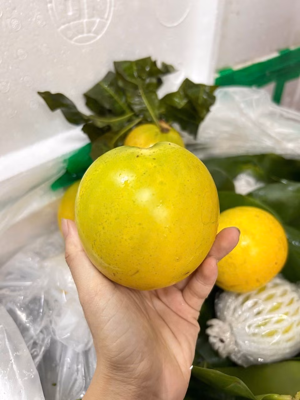 Khi mới xuất hiện tại Việt Nam, vú sữa hoàng kim có giá lên tới 200.000 đồng một kg vì hiếm và hình thức đẹp. Ảnh: Facebook