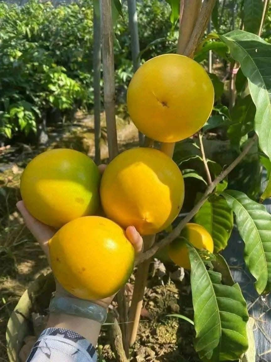 Vú sữa hoàng kim là giống nhập từ Đài Loan, vỏ vàng, đậu trái tự nhiên và cho thu hoạch quanh năm, nên sản lượng ổn định hơn giống truyền thống. Ảnh: Facebook