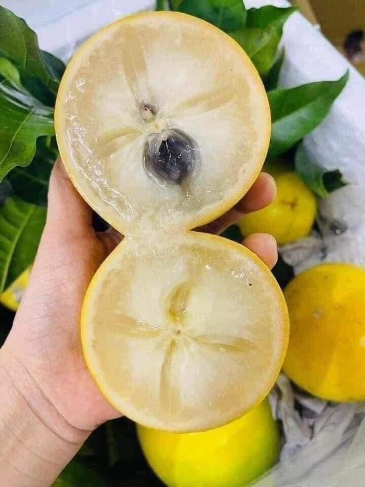 Tuy nhiên, vài năm gần đây, diện tích trồng vú sữa hoàng kim tăng mạnh tại nhiều tỉnh phía Nam khiến nguồn cung vượt cầu. Ảnh: Facebook