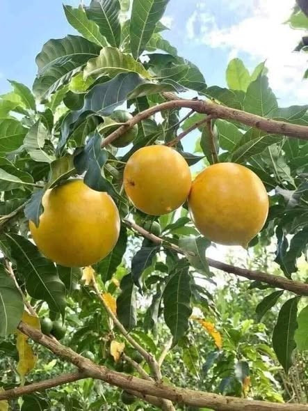 Tuy nhiên, vài năm gần đây, diện tích trồng vú sữa hoàng kim tăng mạnh tại nhiều tỉnh phía Nam khiến nguồn cung vượt cầu. Ảnh: Facebook