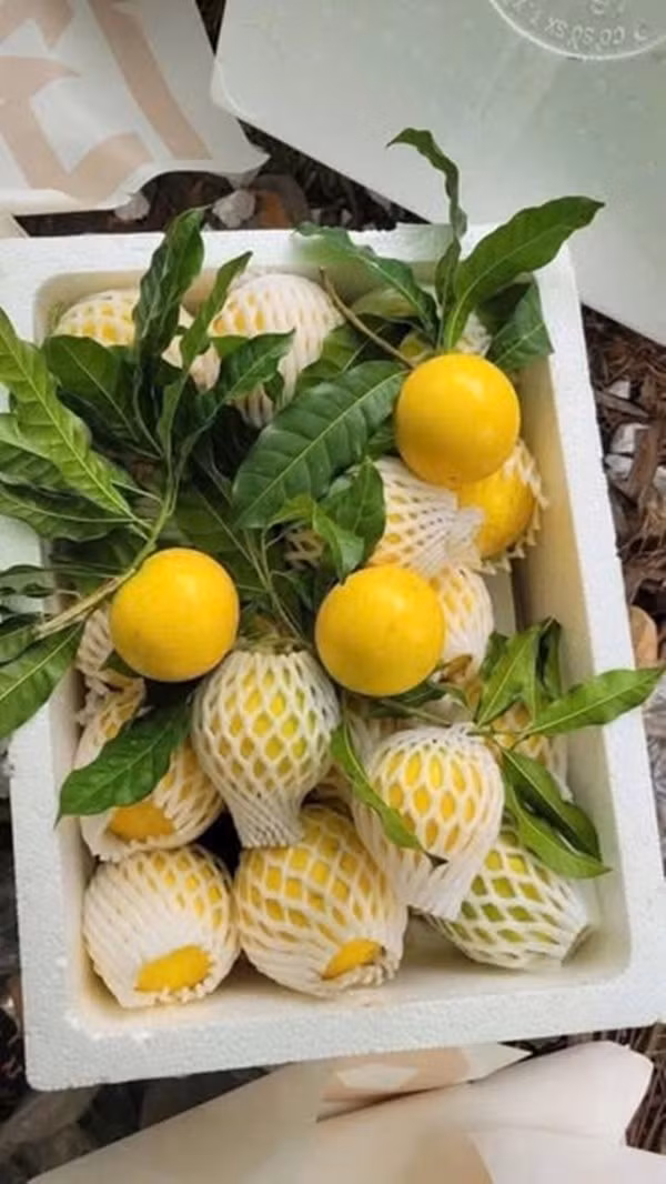 Trong khi đó, nhiều người từng thưởng thức vú sữa hoàng kim cho biết, loại quả này đẹp nhưng vị nhạt, không ngon bằng vú sữa tím. Ảnh: Facebook