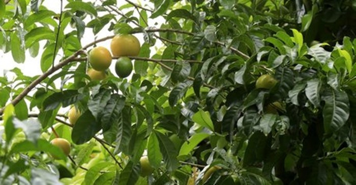 Cây vú sữa hoàng kim có đặc tính dễ trồng, cho trái quanh năm. Ảnh: Báo Vĩnh Long