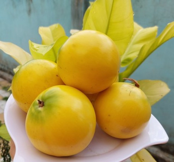 Trái vú sữa ban đầu có màu xanh nhưng khi chín thì chuyển sang vàng tươi, ăn có vị ngọt thanh, thoang thoảng mùi sữa. Ảnh: Báo Vĩnh Long