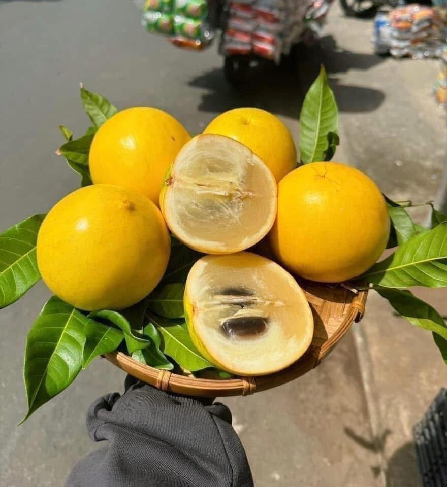 Theo một số nhà vườn tại Đồng Nai, vú sữa hoàng kim hiện được thương lái thu mua ở mức 15.000 - 17.000 đồng/kg, thấp nhất trong vòng hơn 5 năm qua. Ảnh: FB Hoa quả sạch Thanh Hoá - GoldFruit