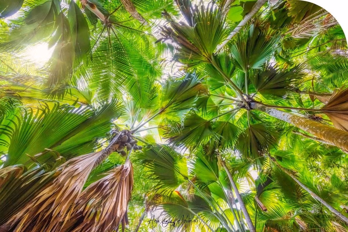 Tán lá khổng lồ hoạt động như một “mái che” hứng nước mưa và dẫn dòng chảy dọc thân cây. Dòng nước này cuốn theo phấn hoa, hoa rụng, phân chim và các chất hữu cơ khác, biến vùng đất quanh gốc trở nên màu mỡ. Ảnh: Anjaonadventure