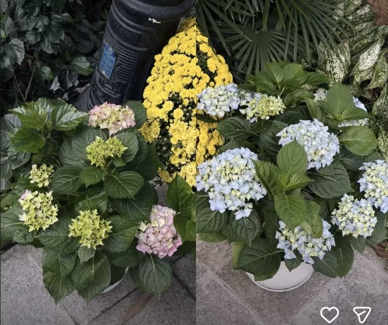 Cẩm tú cầu trong vườn nở rực rỡ. Ảnh: FBNV