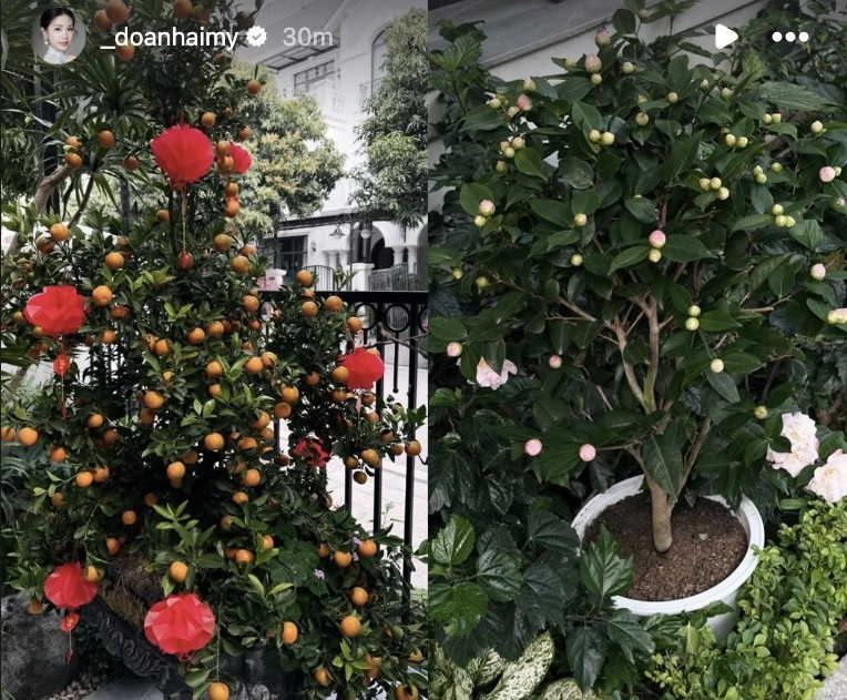 Gần Tết Nguyên đán 2026, Doãn Hải My - bà xã Đoàn Văn Hậu khiến nhiều người xuýt xoa khi khoe loạt hình ảnh trang hoàng nhà cửa, góc nào cũng rực rỡ sắc hoa. Ảnh: FBNV