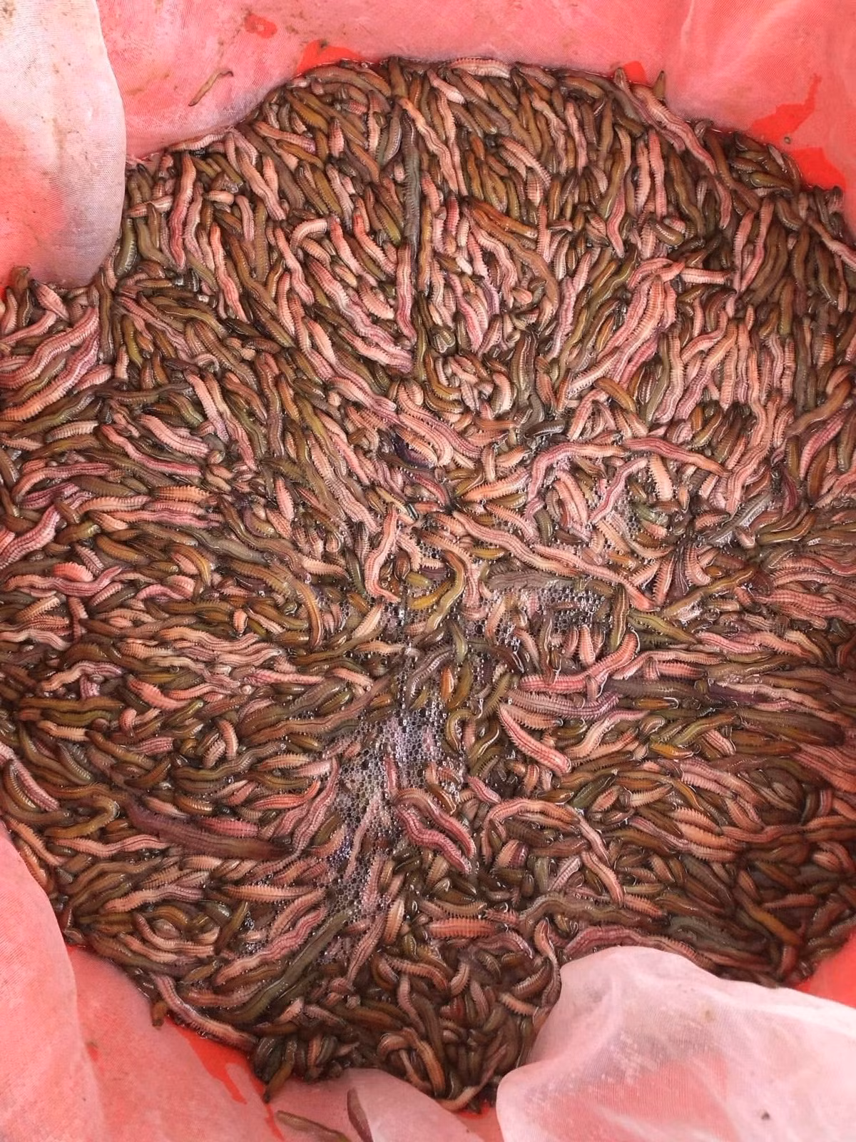 Rươi là một trong những đặc sản quý hiếm ở miền Bắc, chỉ xuất hiện theo mùa. Ảnh: Facebook