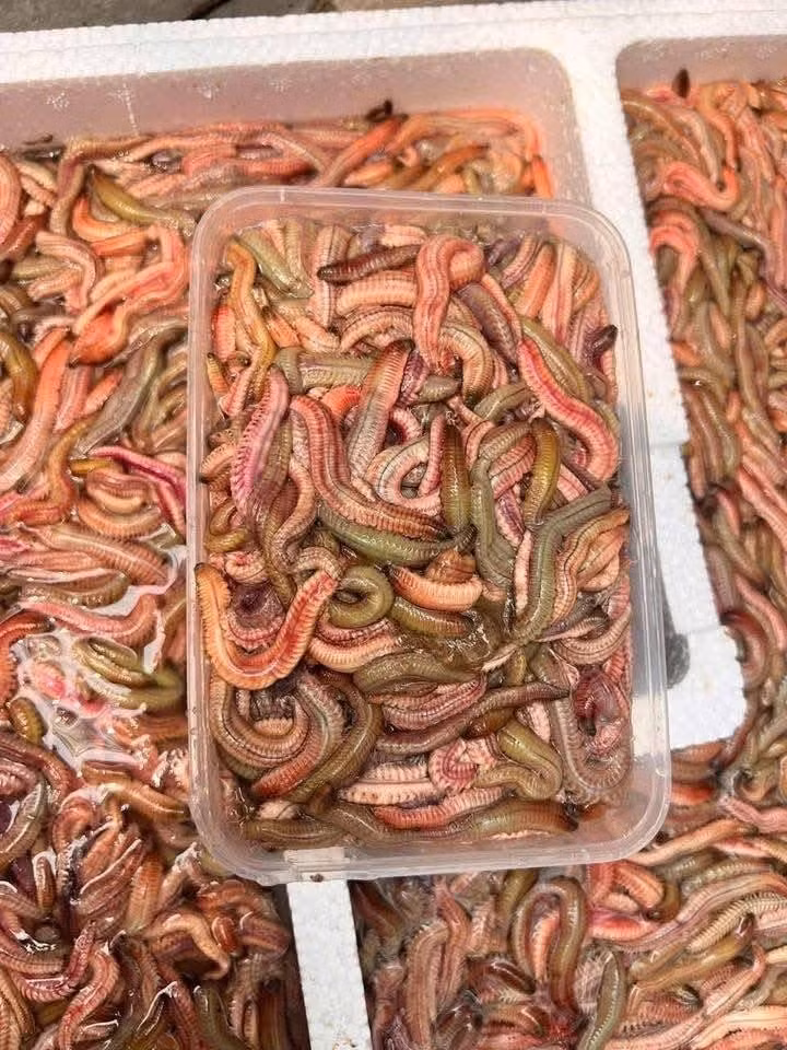 Mỗi năm, rươi chỉ xuất hiện theo hai đợt chính. Đợt rươi vụ mùa khoảng tháng 9–11 âm lịch, còn vụ chiêm thường diễn ra từ tháng 3–5 âm lịch. Ảnh: Facebook