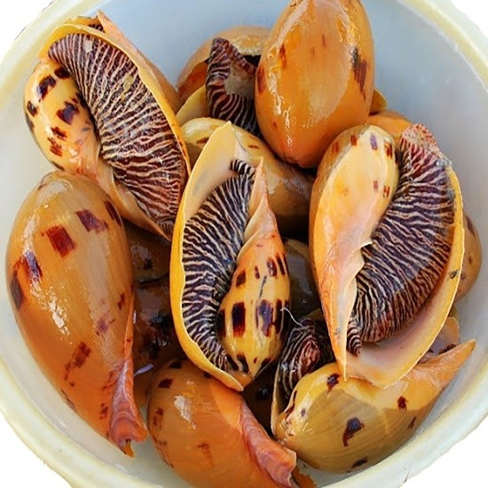 Vì vậy, những con ốc kích cỡ lớn từ 4-5kg có giá lên đến hơn 1 triệu đồng/con. Ảnh: BinhdienOnline