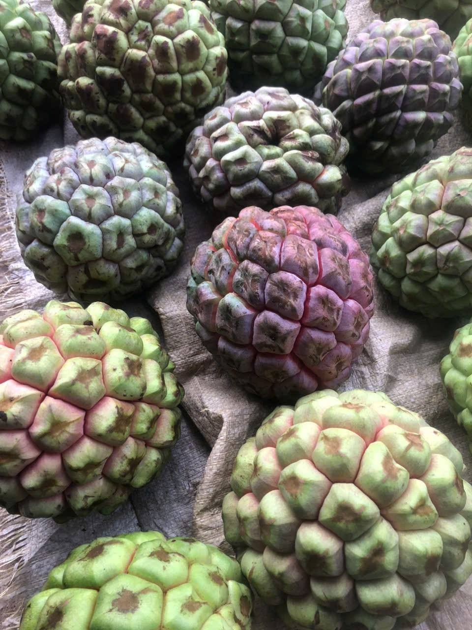 Mùa na rừng khoảng từ tháng 7 đến tháng 11 hằng năm. Quả tập hợp gần như hình cầu, màu đỏ hoặc tím sẫm. Ảnh: Facebook