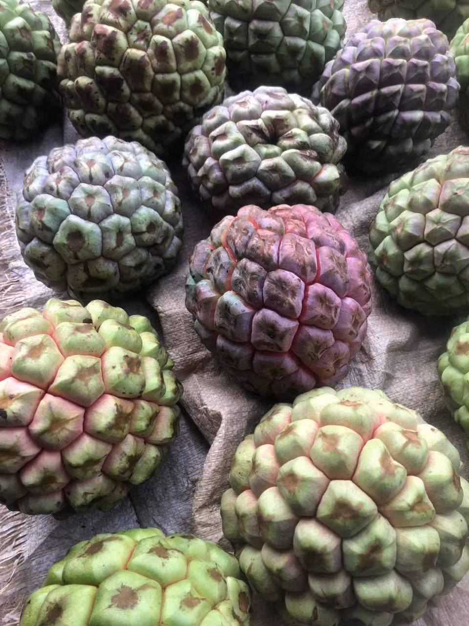 Mùa na rừng khoảng từ tháng 7 đến tháng 11 hằng năm. Quả tập hợp gần như hình cầu, màu đỏ hoặc tím sẫm. Ảnh: Facebook