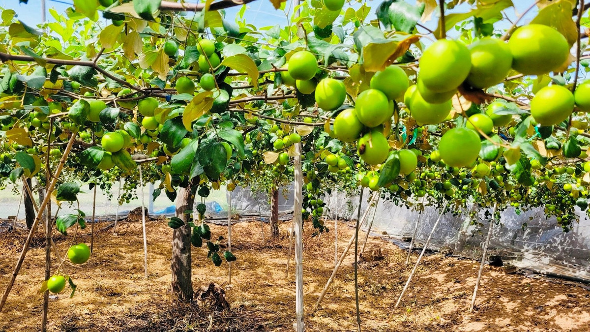 Trước kia, táo gió mọc tự nhiên ven làng, ven ruộng. Khi giá trị kinh tế của loại táo này tăng cao, người dân địa phương đưa táo gió vào trồng tập trung. Ảnh: Lalago