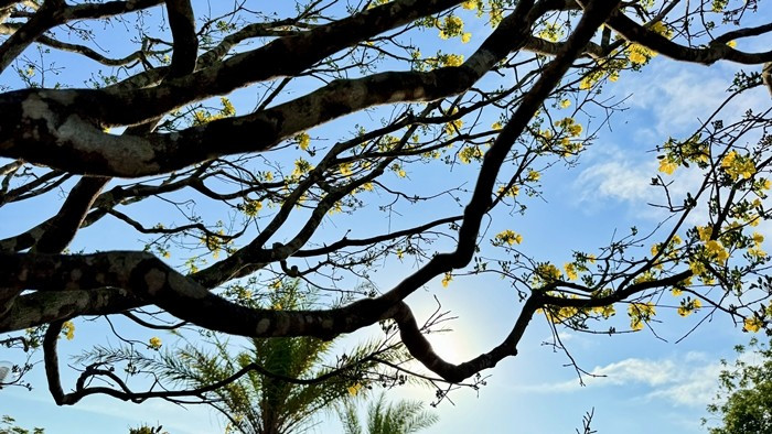 Anh Hùng cho biết chơi mai Tết nhiều năm, sở hữu không ít cây đẹp, nhưng trong số đó chưa có cây nào đạt độ hoàn mỹ như cây mai này. Ảnh: Báo Quảng Ngãi