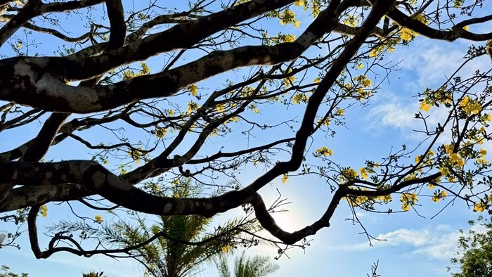 Anh Hùng cho biết chơi mai Tết nhiều năm, sở hữu không ít cây đẹp, nhưng trong số đó chưa có cây nào đạt độ hoàn mỹ như cây mai này. Ảnh: Báo Quảng Ngãi