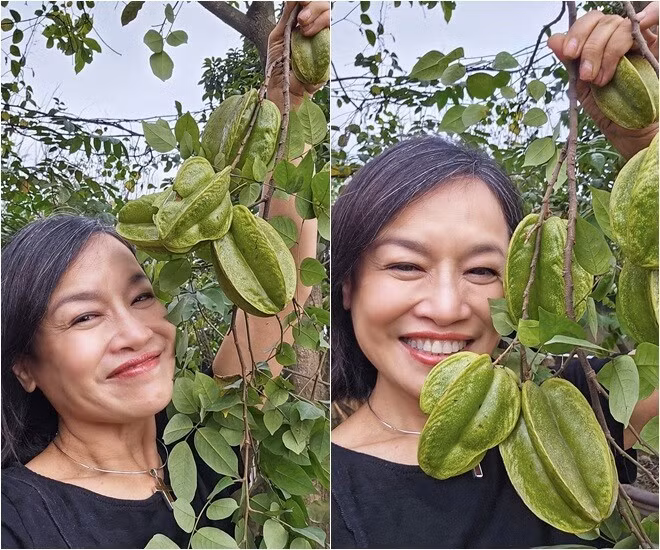 Khế sai như muốn gãy cành. Ảnh: FB Oanh Le Tu >>> Mời độc giả xem video: Nhà 25m2 - cơ hội cho nhiều người. Nguồn: VTV24