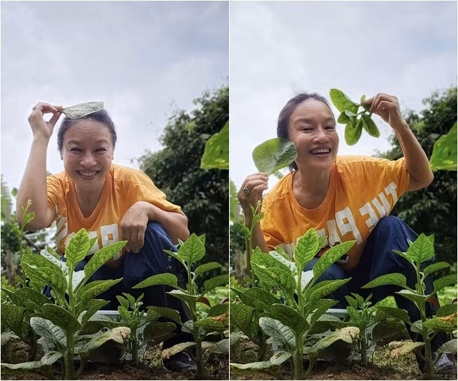 Rau mồng tơi xanh non mơn mởn. Ảnh: FB Oanh Le Tu