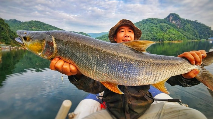 Ở Việt Nam, cá măng nước ngọt thường sống ở khu vực sông Đà hoặc nuôi nhốt. Đặc biệt cá măng sông Đà được xem như đặc sản thơm ngon. Ảnh: Hoa Ban Food