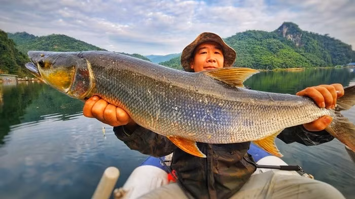 Ở Việt Nam, cá măng nước ngọt thường sống ở khu vực sông Đà hoặc nuôi nhốt. Đặc biệt cá măng sông Đà được xem như đặc sản thơm ngon. Ảnh: Hoa Ban Food