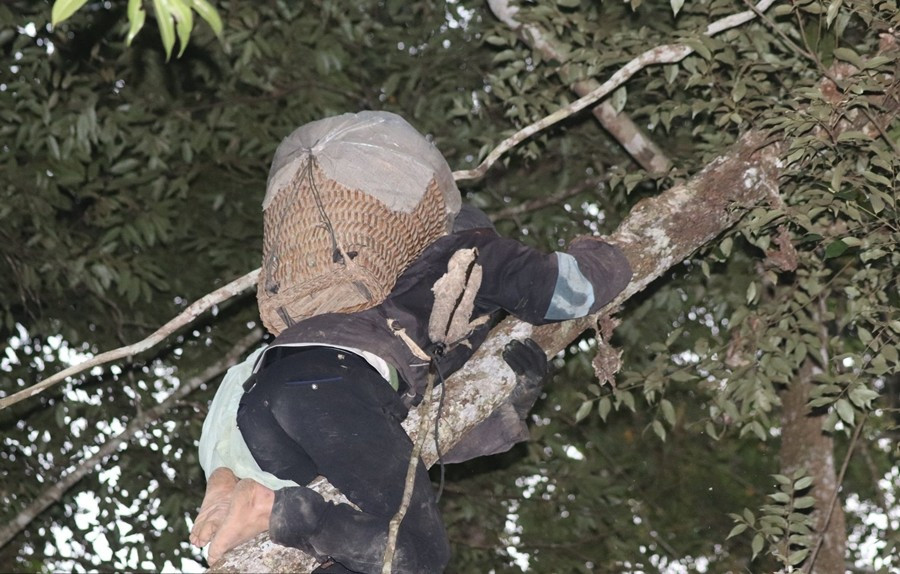 View - "Lộc trời" xưa không ai ngó nay gần 1 triệu đồng/kg | Báo Tri thức và Cuộc sống - TIN TỨC PHỔ BIẾN KIẾN THỨC 24H