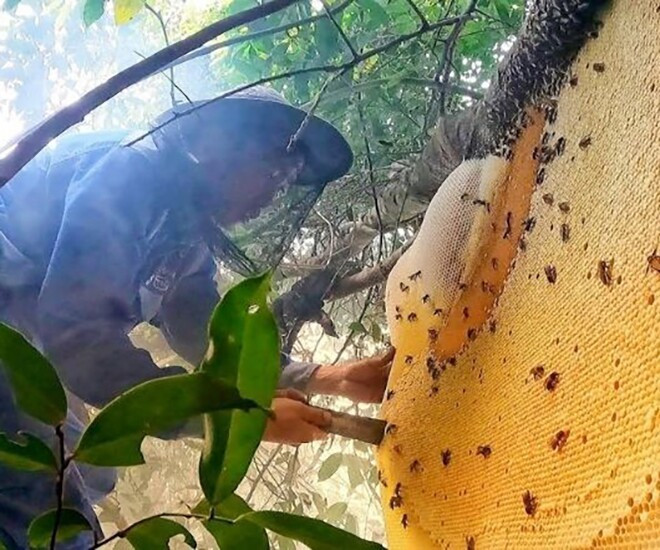 View - "Lộc trời" xưa không ai ngó nay gần 1 triệu đồng/kg | Báo Tri thức và Cuộc sống - TIN TỨC PHỔ BIẾN KIẾN THỨC 24H