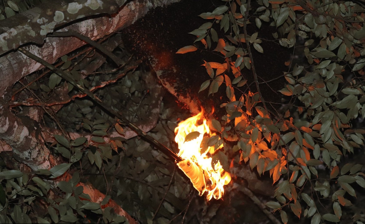 View - "Lộc trời" xưa không ai ngó nay gần 1 triệu đồng/kg | Báo Tri thức và Cuộc sống - TIN TỨC PHỔ BIẾN KIẾN THỨC 24H