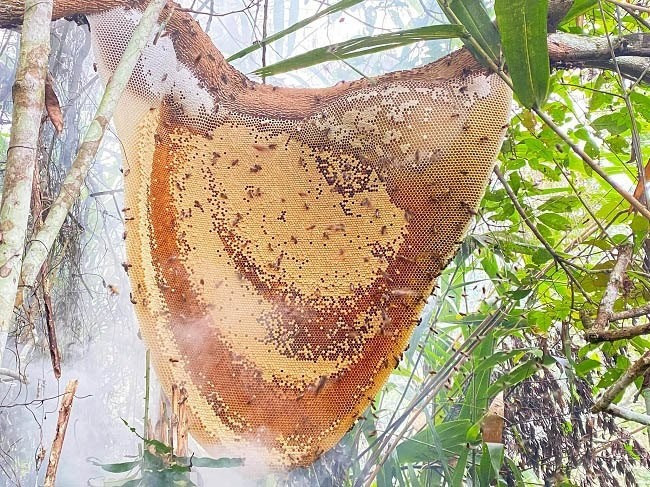 View - "Lộc trời" xưa không ai ngó nay gần 1 triệu đồng/kg | Báo Tri thức và Cuộc sống - TIN TỨC PHỔ BIẾN KIẾN THỨC 24H