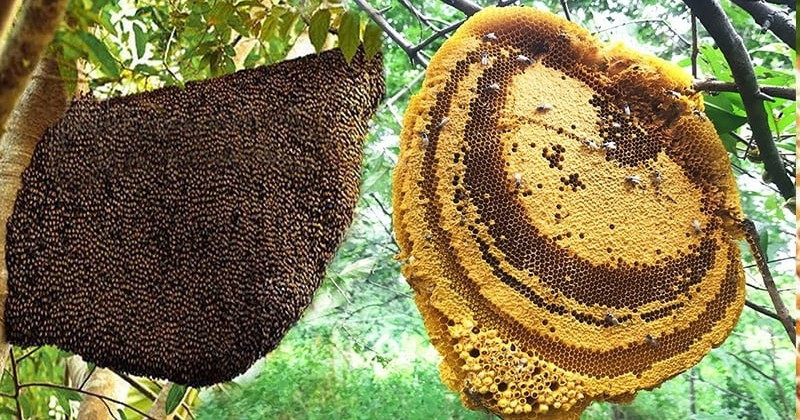 View - "Lộc trời" xưa không ai ngó nay gần 1 triệu đồng/kg | Báo Tri thức và Cuộc sống - TIN TỨC PHỔ BIẾN KIẾN THỨC 24H