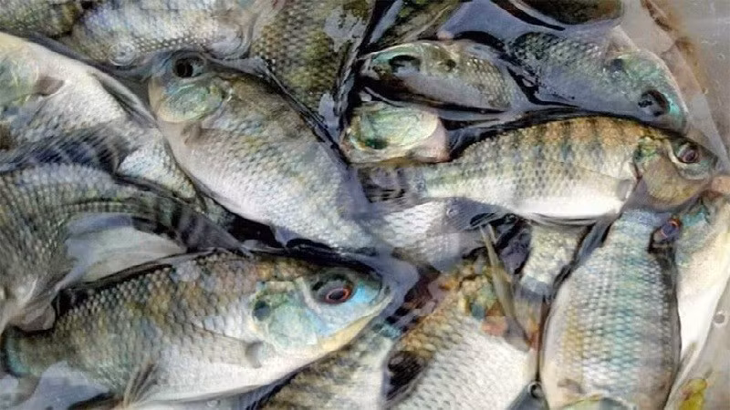 Tùy theo kích cỡ và khu vực bán, giá cá rô phi tươi sống thường dao động khoảng từ 40.000 đến 60.000 đồng/kg. Ảnh: Bachoaxanh