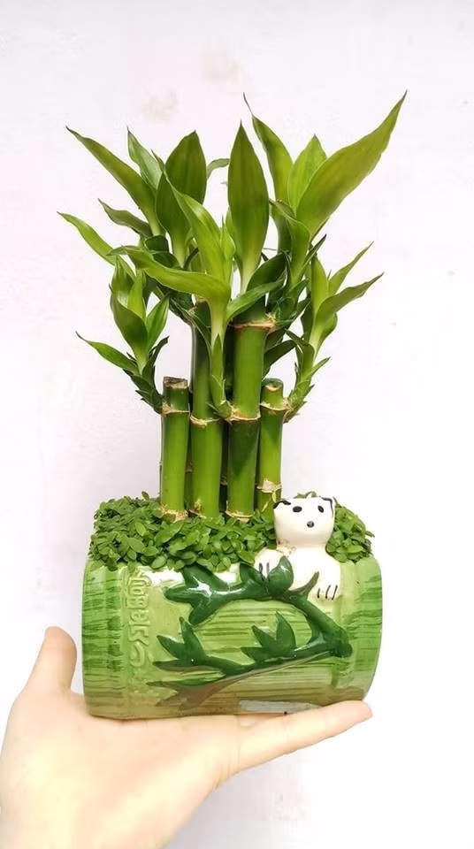 Trong văn hóa Á Đông, đặt một bình phát lộc trong nhà được ví như “gieo mầm” cho sự may mắn và phú quý. Ảnh: Cây cảnh Sài Gòn