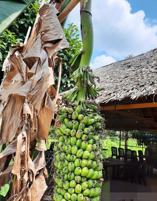 Dù siêu nải nhưng trái chuối vẫn lớn như các loại chuối khác. Ảnh: Congan