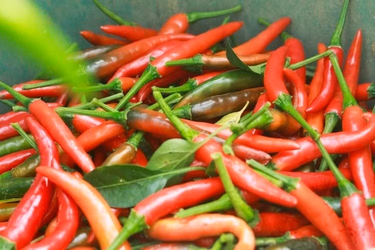 Quy đổi theo tỷ giá Vietcombank, giá trị xuất khẩu ớt tương đương khoảng 2.650 tỷ đồng. Ảnh: Internet