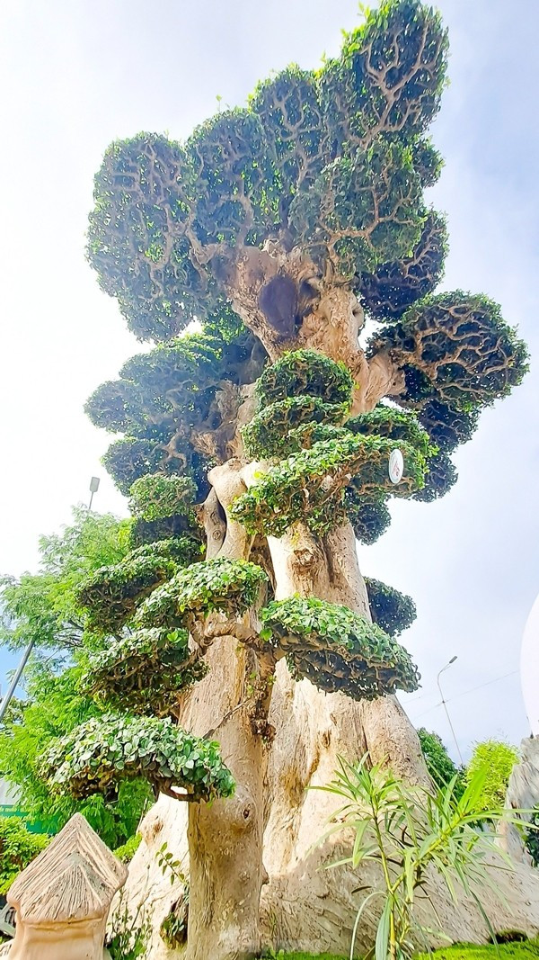 Cây duối cổ gồm 2 thân chính lớn, cao khoảng 3m và những tán lá tròn được cắt tỉa đẹp mắt. Ảnh: Tiền phong