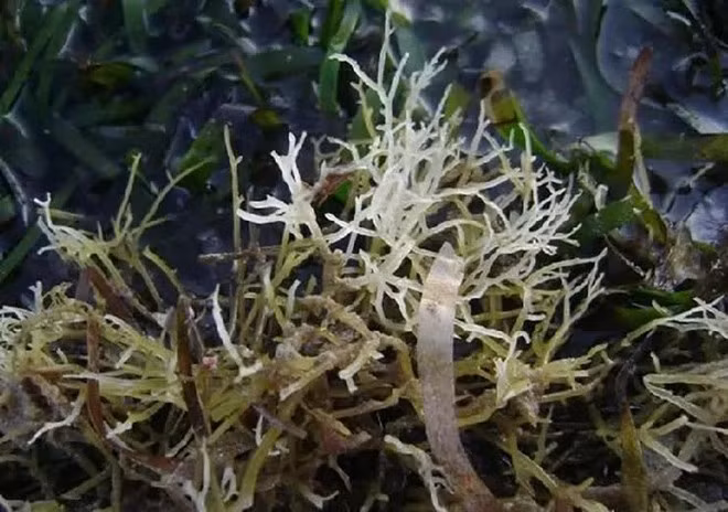 Loại rau này còn có tên gọi khác là rau câu chân vịt. Bởi, nhìn từ xa nhìn khá giống chân con vịt. Ảnh minh họa