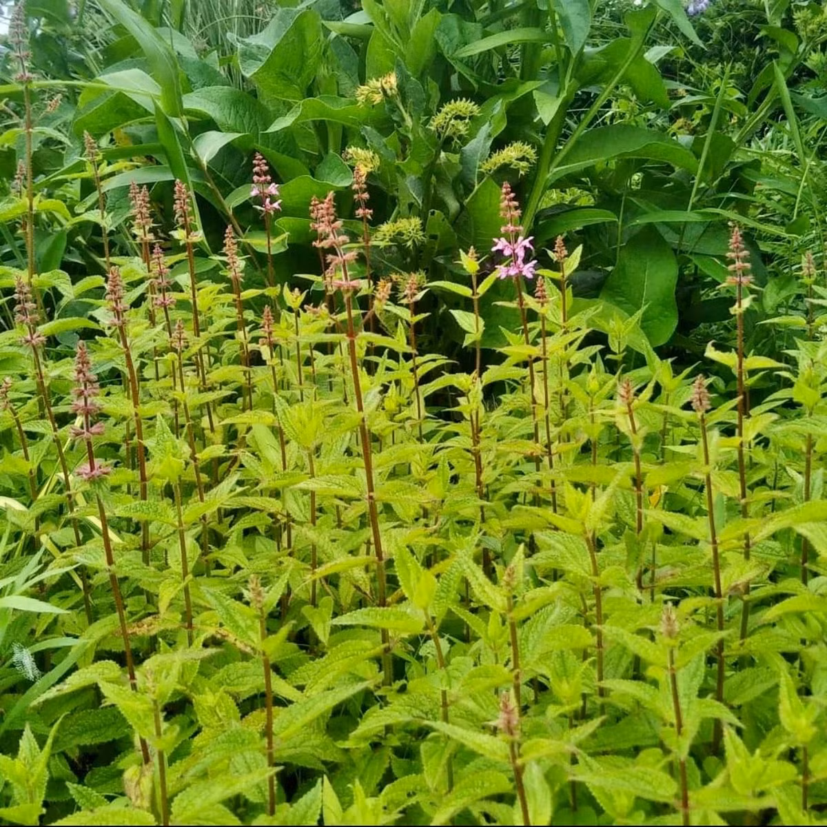 Sùng thảo (stachys affinis) hay còn gọi thảo thạch tàm (cỏ tằm đá), nhộng đất...có nguồn gốc từ Trung Quốc. Ảnh: Zero Fox