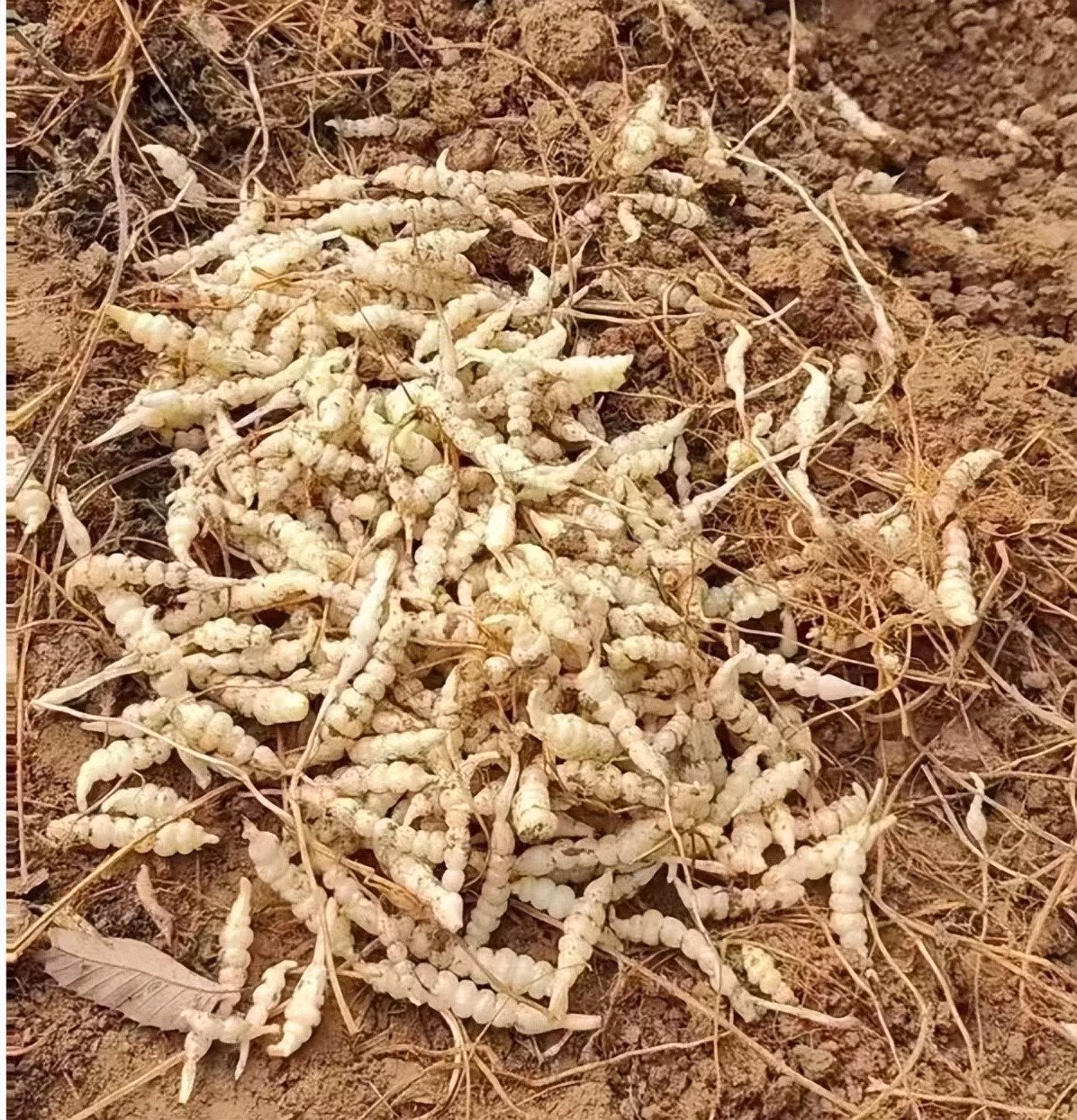 Do sùng thảo ngày càng được ưa chuộng, người dân có thêm thu nhập đáng kể. Ảnh: Internet