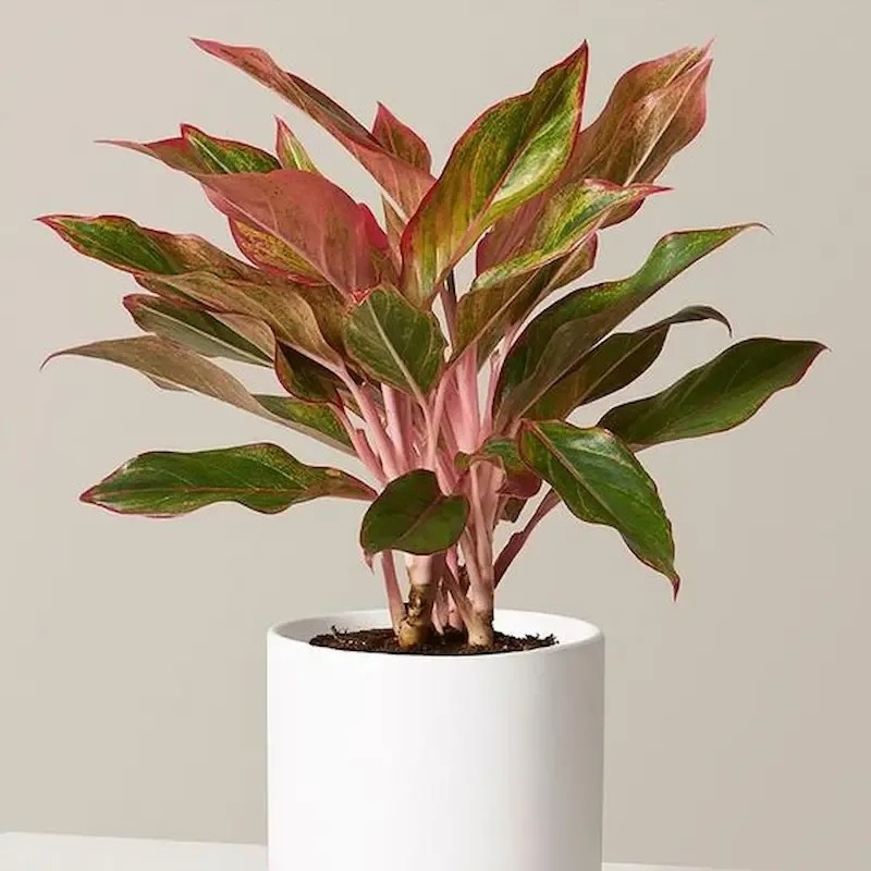 Không chỉ có tác dụng thanh lọc không khí, phú quý còn được xem là cây mang vận khí tốt, giúp gia chủ gặp nhiều thuận lợi trong làm ăn, cuộc sống. Ảnh: Caycanhsaigon