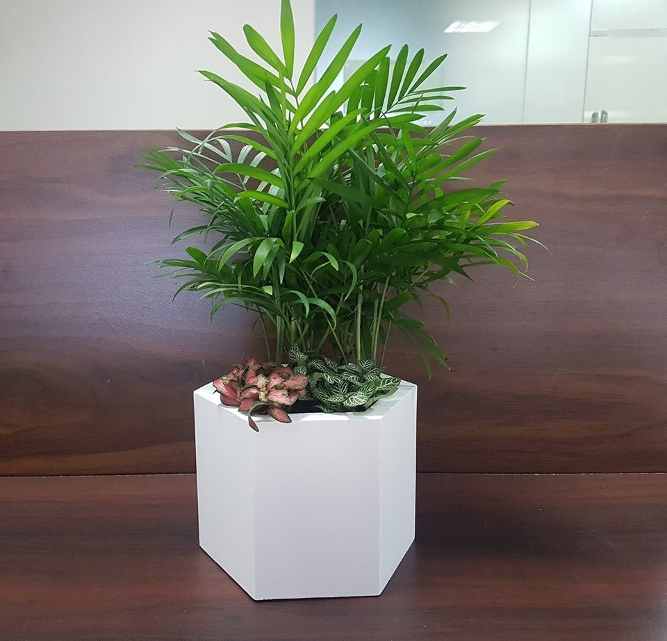 Cây cau tiểu trâm là loại cây cảnh lá nhỏ gọn, được nhiều gia đình ưa chuộng nhờ khả năng lọc không khí hiệu quả. Cây giúp hấp thụ bụi mịn, hạn chế các chất độc hại phát sinh từ thiết bị điện tử. Ảnh: Internet