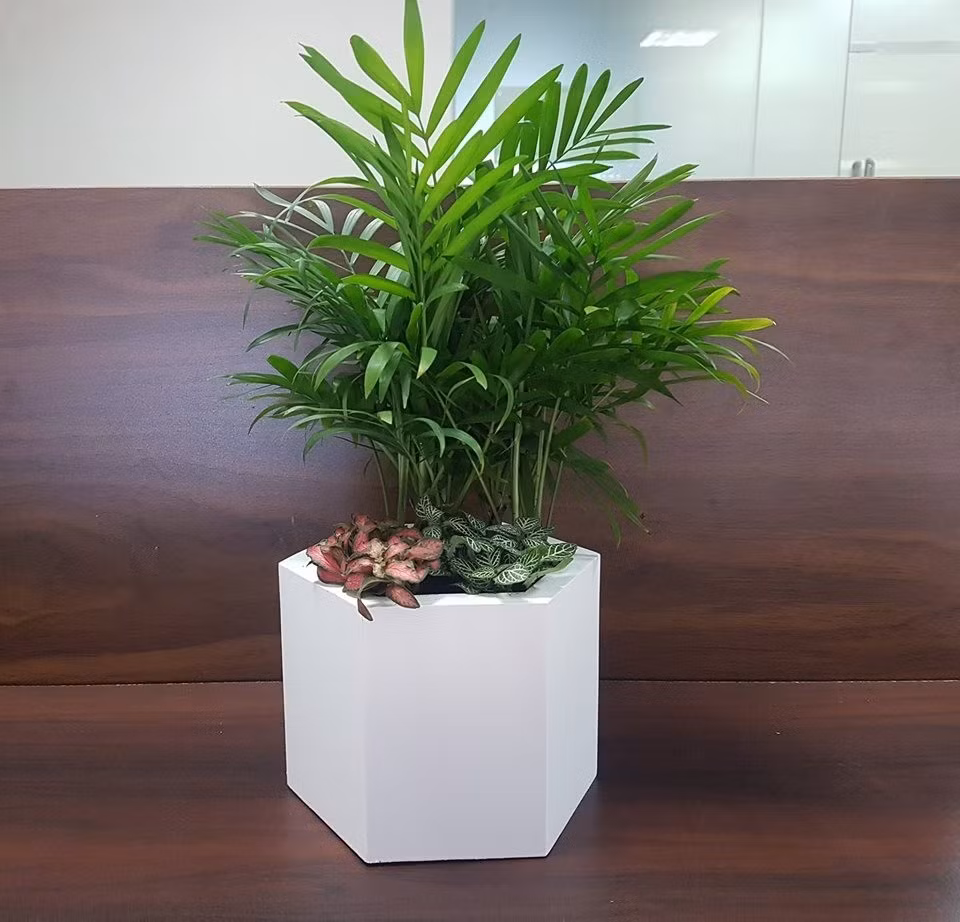 Cây cau tiểu trâm là loại cây cảnh lá nhỏ gọn, được nhiều gia đình ưa chuộng nhờ khả năng lọc không khí hiệu quả. Cây giúp hấp thụ bụi mịn, hạn chế các chất độc hại phát sinh từ thiết bị điện tử. Ảnh: Internet