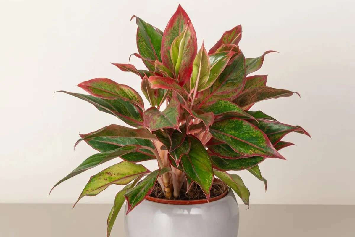 Cây phú quý gây ấn tượng với màu lá xanh viền đỏ bắt mắt. Ảnh: Space T
