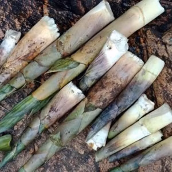 Măng le là đặc sản mộc mạc của vùng đất Tây Nguyên. Đây là phần non của cây le, loài thực vật thuộc họ tre nứa, không có gai, mọc nhiều ở vùng đất đỏ bazan màu mỡ. Ảnh: Internet